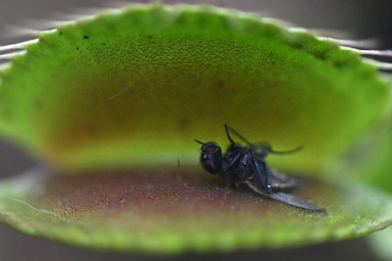 COLOMBIA-BOTANY-CARNIVOROUS-PLANTS-EXHIBITION