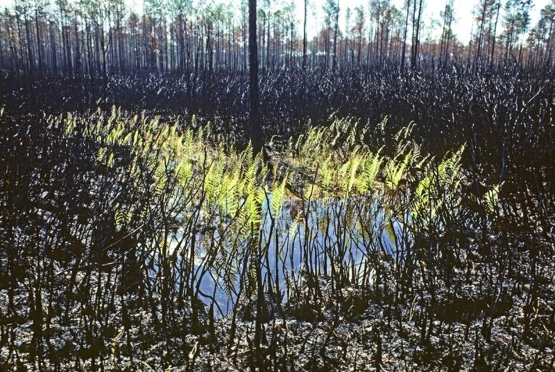 Regrowth of bracken ferns in Okefenokee Swamp after a fire Pteridium species Okefenokee Swamp, southeastern Georgia, USA