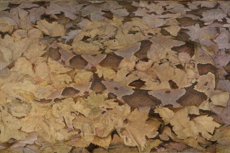 Copperhead Snake On Dead Leaves