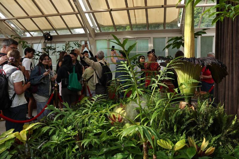 Corpse Flower Set To Bloom At Botanic Gardens