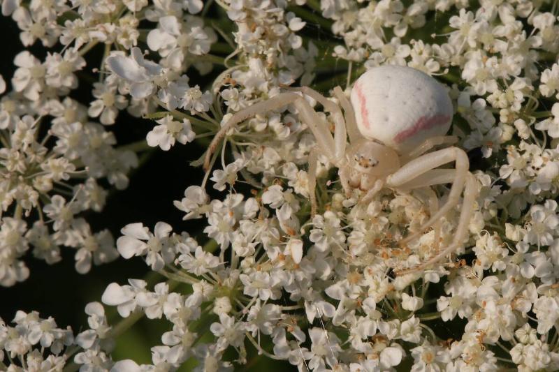 Crab Spider