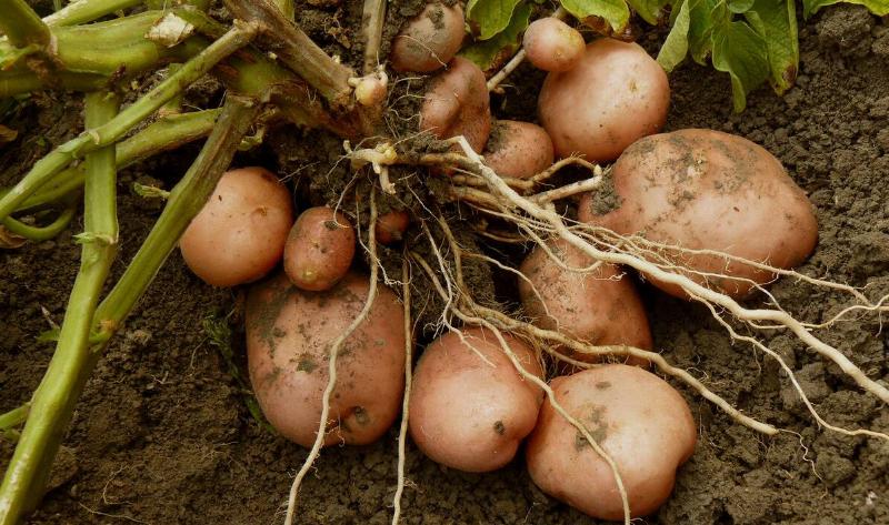 A bundle of potatoes, just pulled out of the ground.