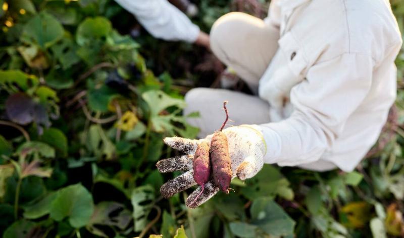 A farmer holding up two sweet potatoes they just harvested.