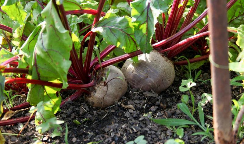 Two beats growing up out of the ground.