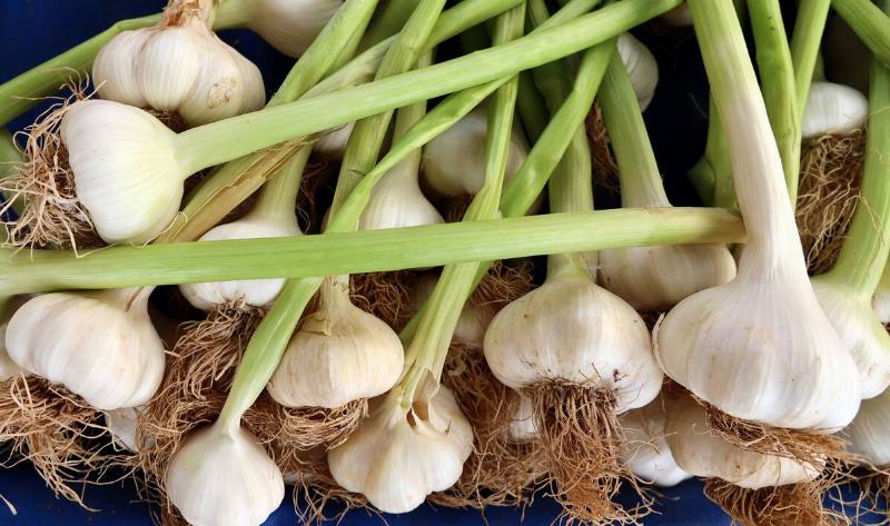 A collection of harvested garlic plants.