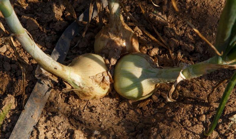 Two onions, still in the dirt.