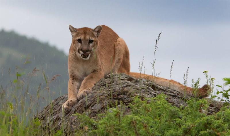 A mountain lion.
