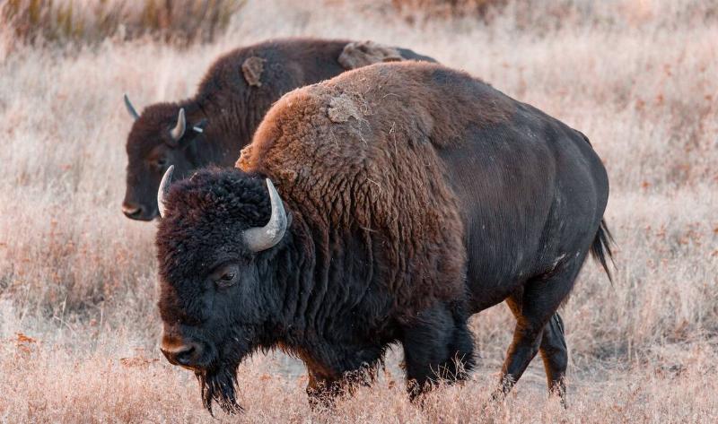 Two bison walking through a field.