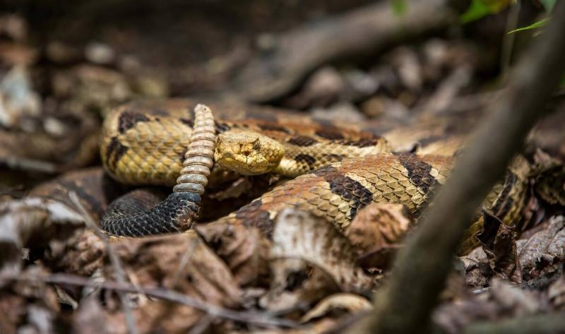 A timber rattlesnake.