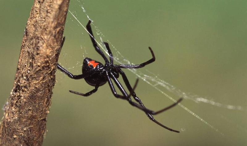 A black widow spider.