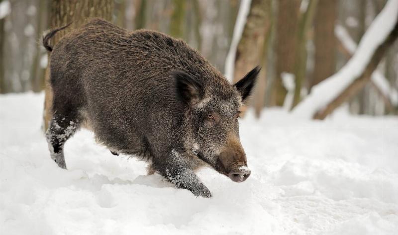A wild boar in the snow.