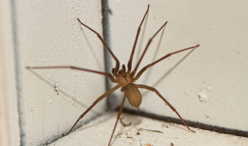 A brown recluse spider in a corner.