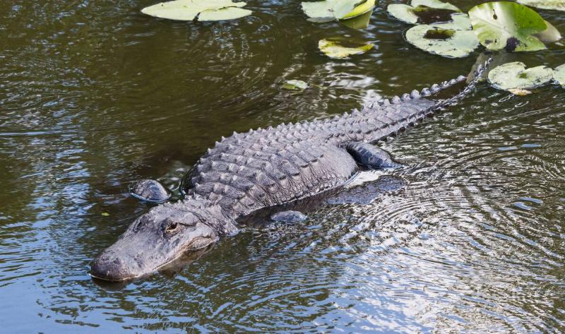An alligator half in the water.
