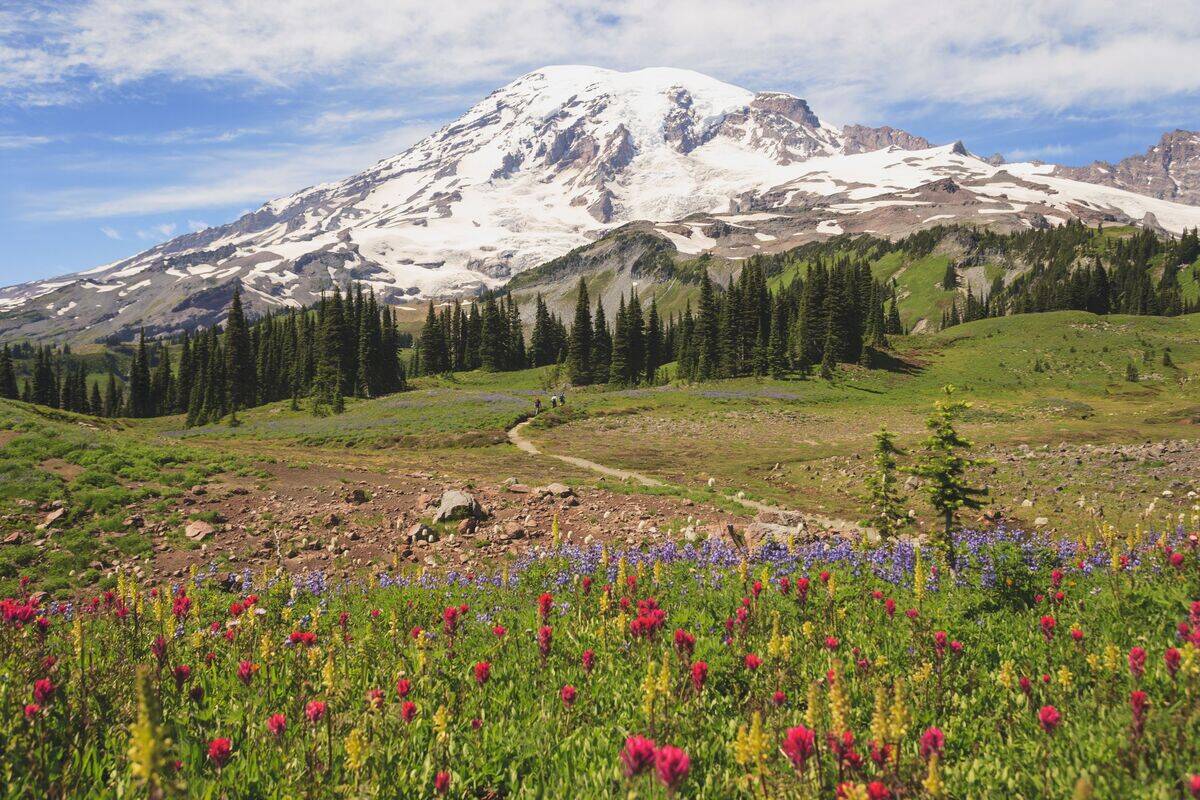 Alpine Wildflowers And Mount Rainier In Mount Rainier National Park; Washington United States Of America.
