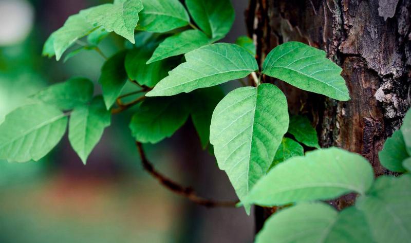 A poison ivy plant.