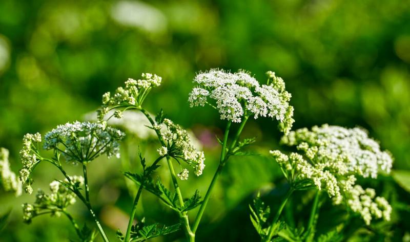 A water hemlock plant.