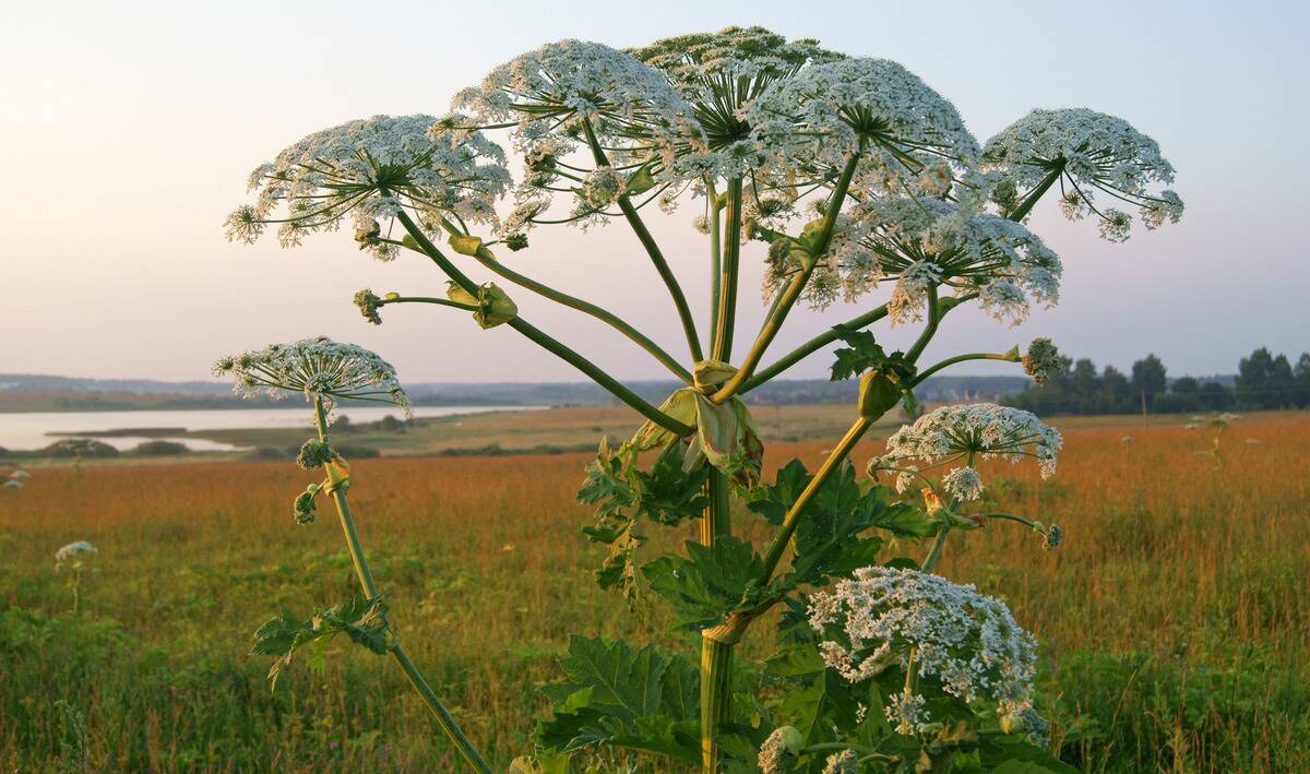 A giant hogweed plant.
