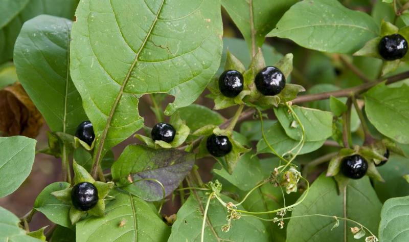 A deadly nightshade plant.