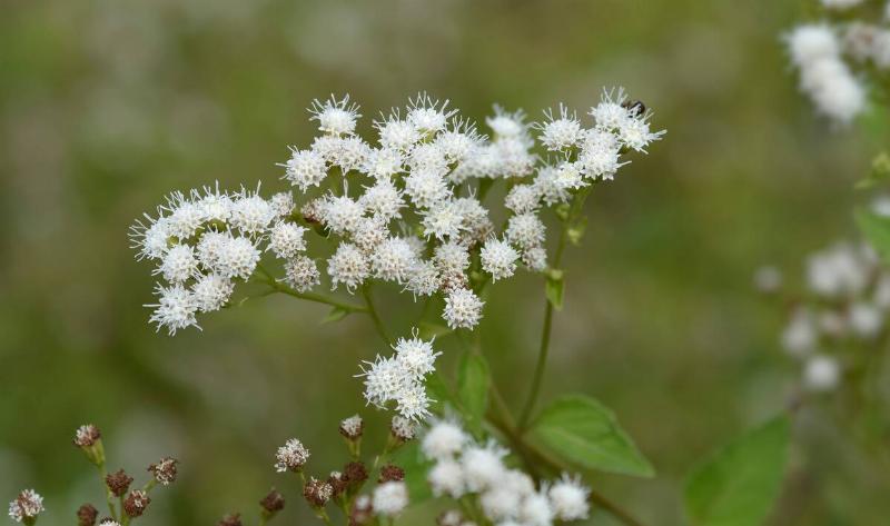 A white snakeroot plant.