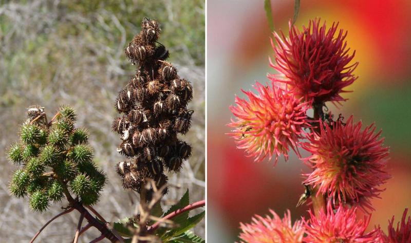 A castor bean plant.