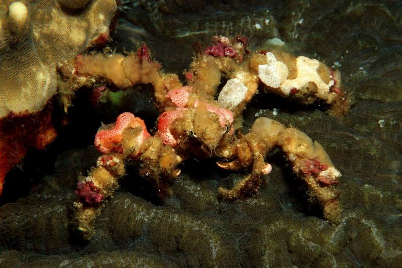 decorator crab, velcro crab, Camposcia retusa, Burma, Myanmar, Birma, Indian ocean, Andaman sea