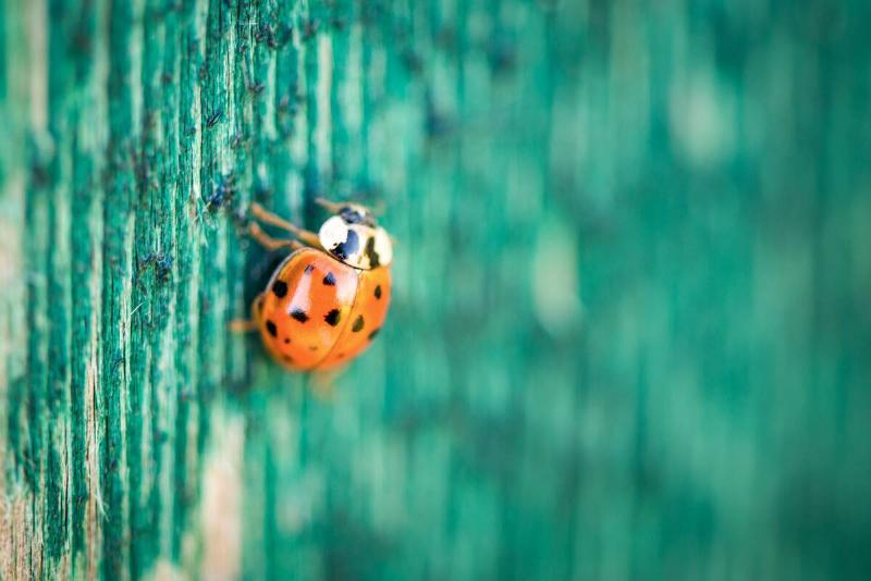 Macro photography of a Ladybug on the green wooden background.