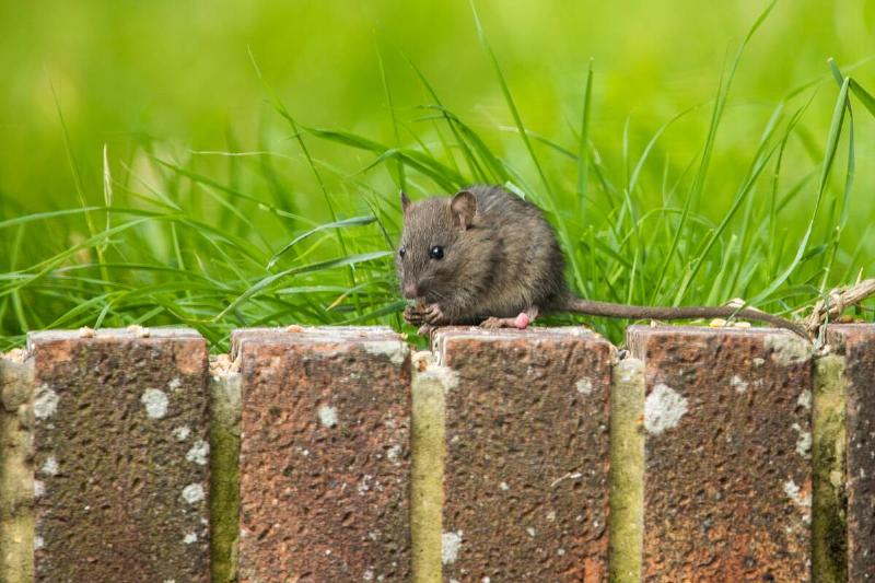 A closeup shot of a small gray rat on a stone border near the green grass field