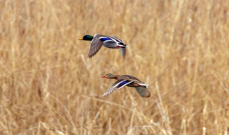 Two mallard ducks, one male and one female, flying over some wetlands.