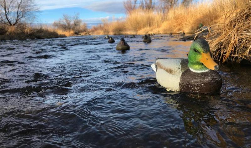 A close photo of a decoy duck among a spread in a river.