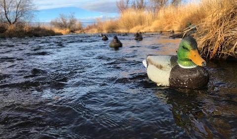 A close photo of a decoy duck among a spread in a river.