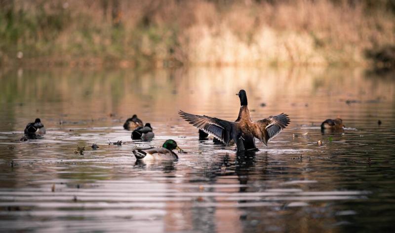 One duck just landing in a river among some other ducks.