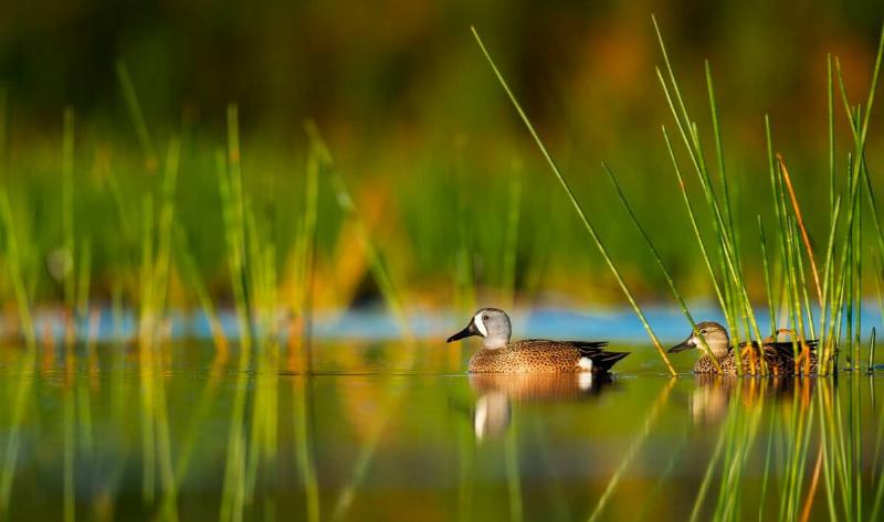Two blue-winged teals, one male and one female, on the water among some reeds.
