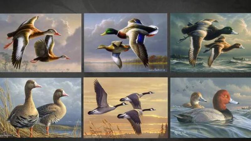 Jim Hautman's six previously winning duck stamp paintings.