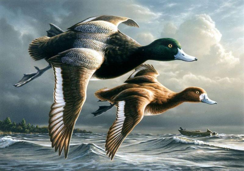 This image released 01 July 1999 is the image that will appear on the 1999-2000 Federal Duck Stamp. This is the third time Jim Hautman's design has won the contest, and he is the only artist to earn that honor in the history of the nation's only federally-sponsored art competition.