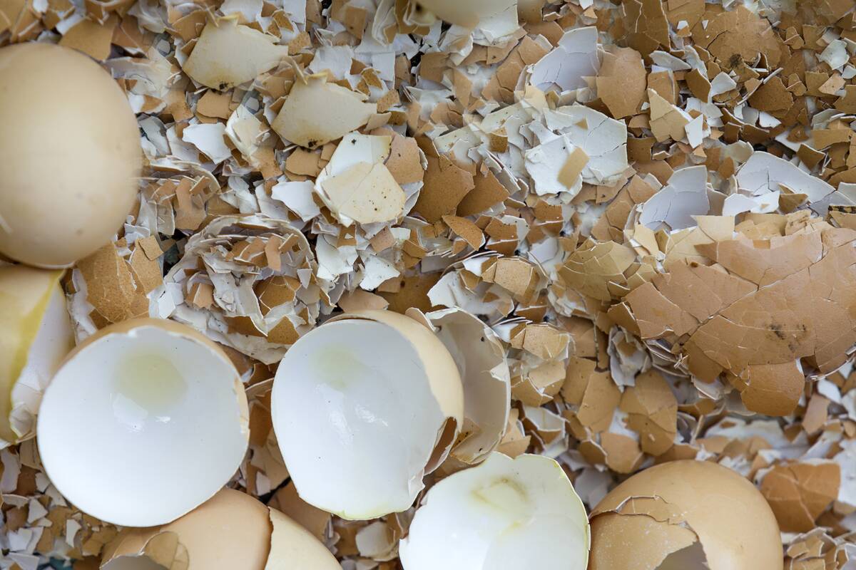Top view of many big and small pieces of eggshells.