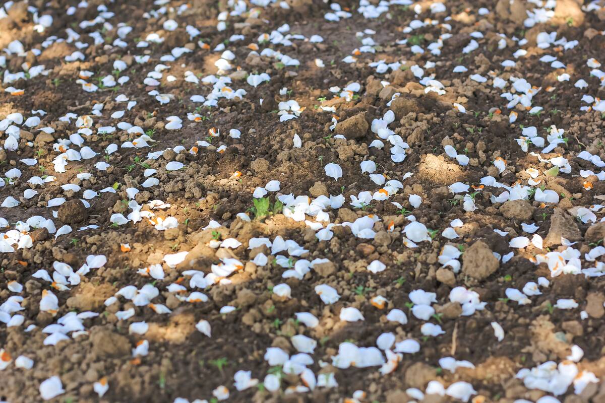 Petals of an apple tree scattered across some dirt.
