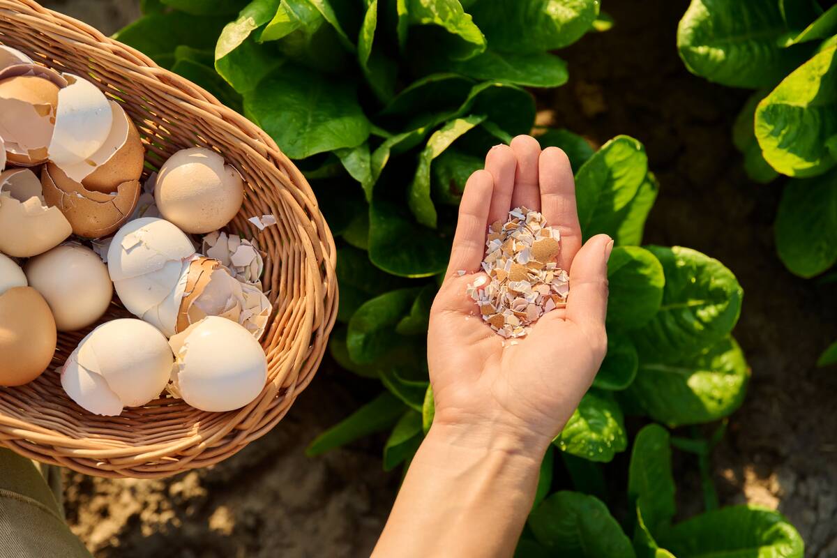Close up of eggshell in wicker bowl in woman hands, outdoor garden, bed of green lettuce leaves background. Natural organic bio fertilizers for growing herbs vegetables