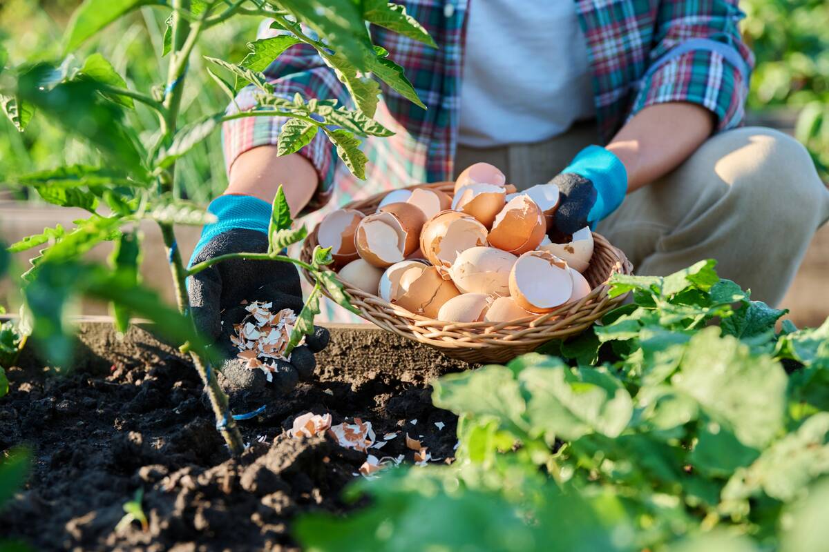 Fertilizing tomato plants with eggshells in raised garden box bed. Natural bio fertilizers, organic gardening, healthy food concept. Farming agriculture cultivation horticulture concept