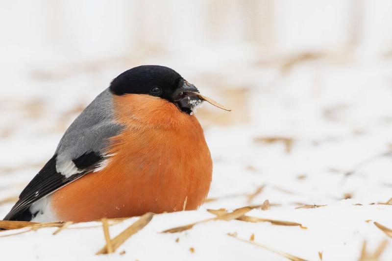 Bird sitting on it's feet and eating seed ash.