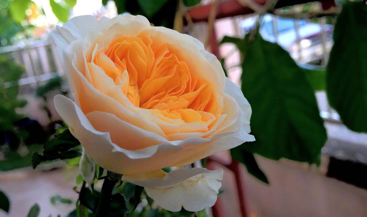 A closeup of a blooming Juliette rose.