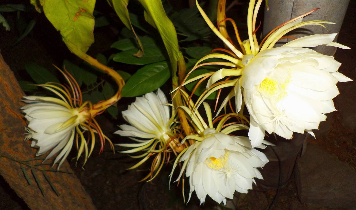Four Kadupul flowers.