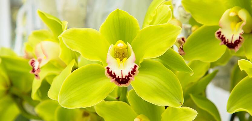 Orchid flowers (Orchidáceae) close-up. Green Orchid.