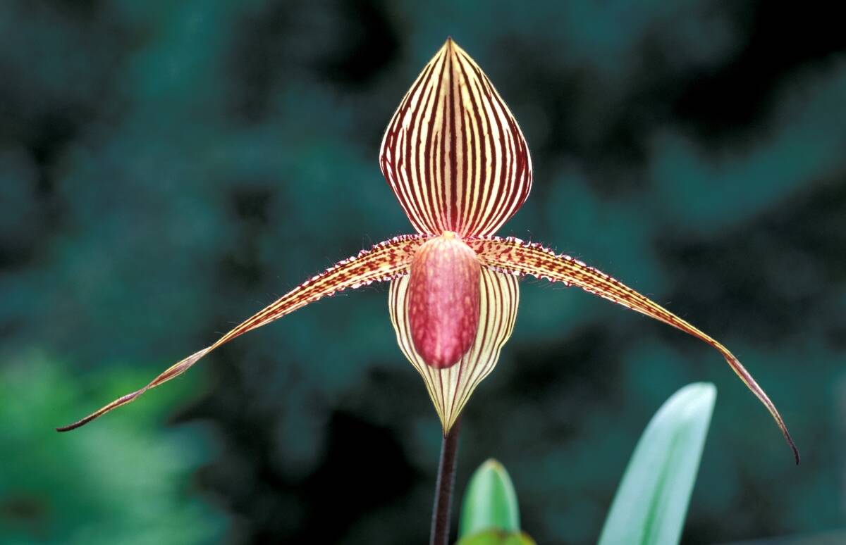 Paphiopedilum Rothschildianum