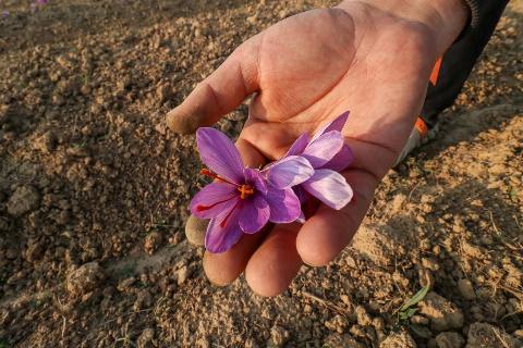 A Kashmiri man displays a saffron flower during the harvest season in  Pampore area of Pulwama, south of Srinagar, Indian Administered Kashmir,
 on November 8, 2024.