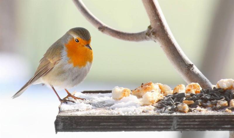 A small on a bird feeder during winter.