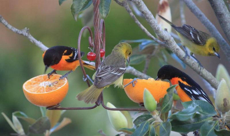 Some orioles on some orange halves.
