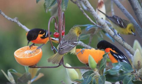 Some orioles on some orange halves.