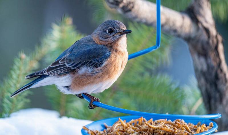 A bird on a feeder containing mealworms.
