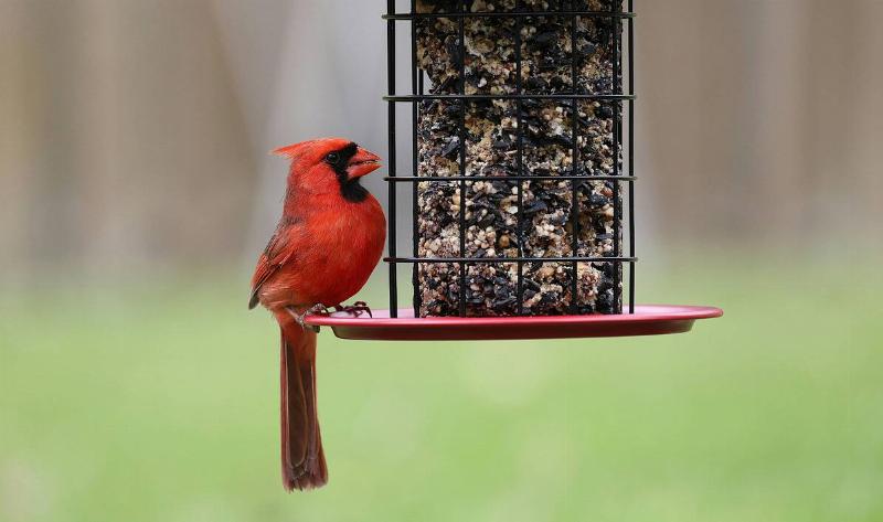 A cardinal on a bird feeder.