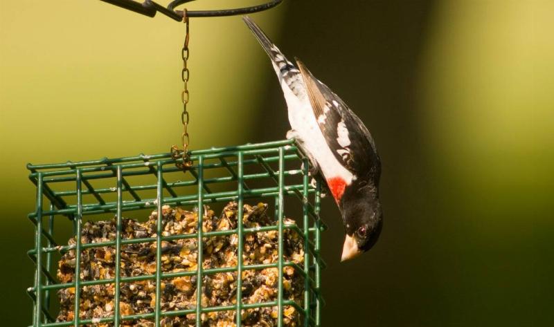 A rose-breasted grosbeak on a suet feeder.